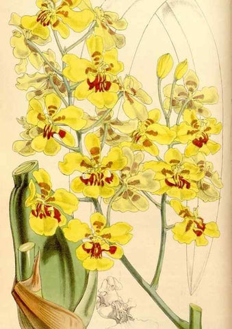 Reproducción/Reproduction 34886567770: Curtis's botanical magazine.. London ; New York [etc.] :Academic Press [etc.]