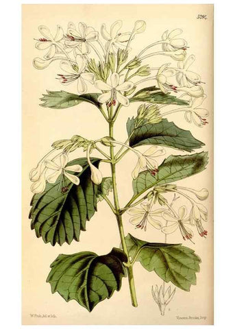 Reproducción/Reproduction 35233580596: Curtis's botanical magazine.. London ; New York [etc.] :Academic Press [etc.]