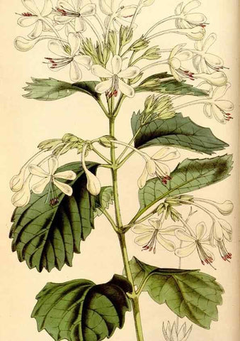 Reproducción/Reproduction 35233580596: Curtis's botanical magazine.. London ; New York [etc.] :Academic Press [etc.]