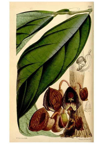 Reproducción/Reproduction 34886572210: Curtis's botanical magazine.. London ; New York [etc.] :Academic Press [etc.]