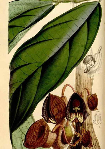 Reproducción/Reproduction 34886572210: Curtis's botanical magazine.. London ; New York [etc.] :Academic Press [etc.]