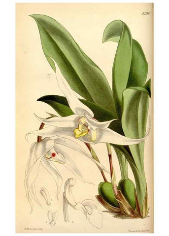 Reproducción/Reproduction 34886573920: Curtis's botanical magazine.. London ; New York [etc.] :Academic Press [etc.]