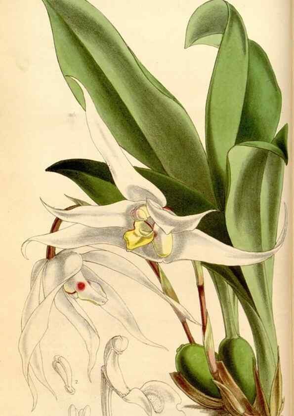 Reproducción/Reproduction 34886573920: Curtis's botanical magazine.. London ; New York [etc.] :Academic Press [etc.]