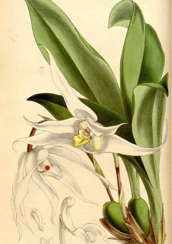 Reproducción/Reproduction 34886573920: Curtis's botanical magazine.. London ; New York [etc.] :Academic Press [etc.]