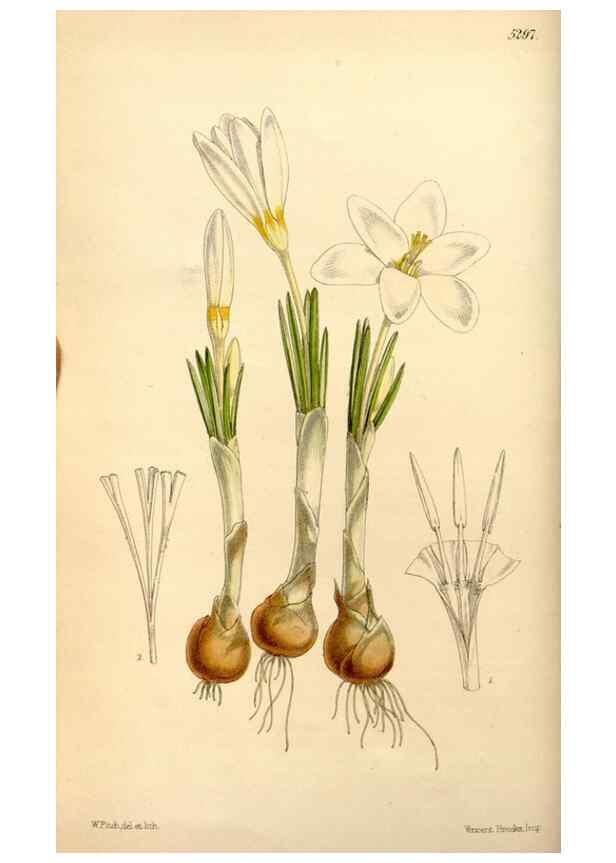 Reproducción/Reproduction 35233590996: Curtis's botanical magazine.. London ; New York [etc.] :Academic Press [etc.]