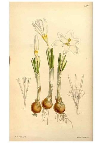 Reproducción/Reproduction 35233590996: Curtis's botanical magazine.. London ; New York [etc.] :Academic Press [etc.]