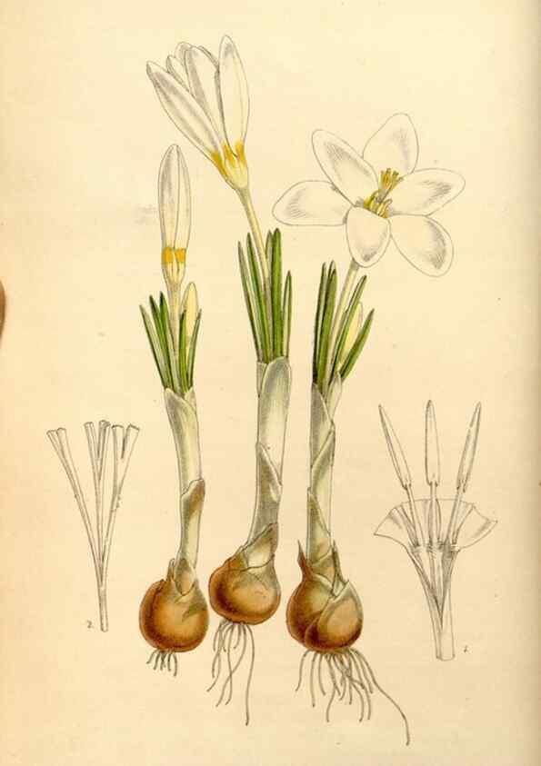 Reproducción/Reproduction 35233590996: Curtis's botanical magazine.. London ; New York [etc.] :Academic Press [etc.]