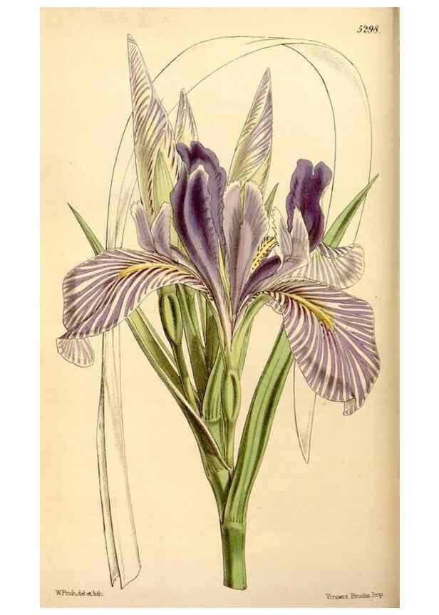 Reproducción/Reproduction 35233595986: Curtis's botanical magazine.. London ; New York [etc.] :Academic Press [etc.]