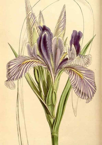 Reproducción/Reproduction 35233595986: Curtis's botanical magazine.. London ; New York [etc.] :Academic Press [etc.]
