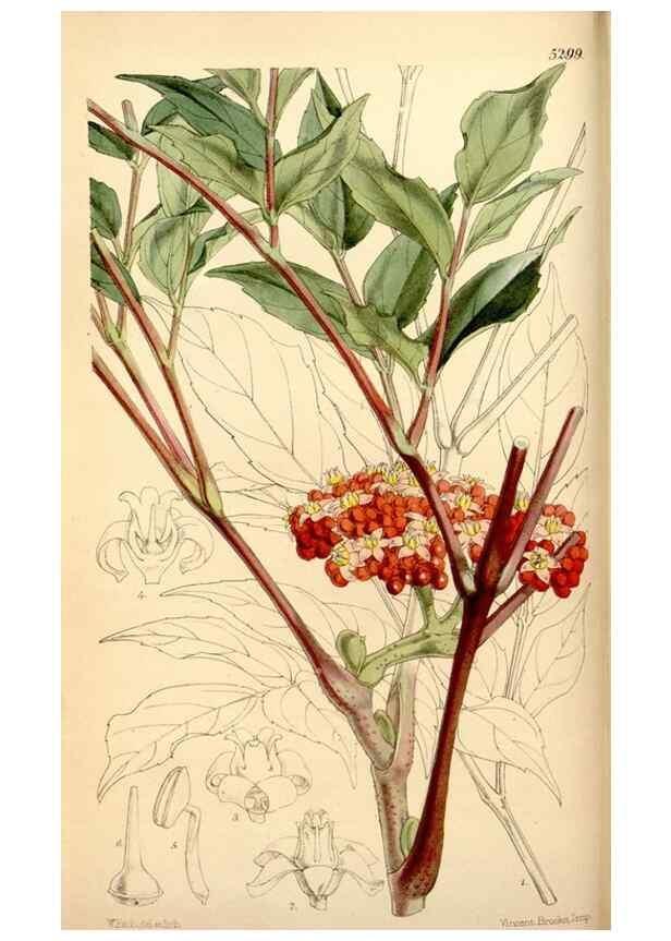 Reproducción/Reproduction 35233598566: Curtis's botanical magazine.. London ; New York [etc.] :Academic Press [etc.]