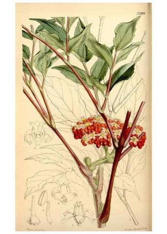 Reproducción/Reproduction 35233598566: Curtis's botanical magazine.. London ; New York [etc.] :Academic Press [etc.]