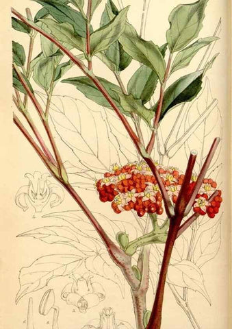 Reproducción/Reproduction 35233598566: Curtis's botanical magazine.. London ; New York [etc.] :Academic Press [etc.]