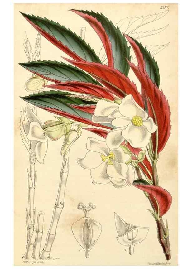 Reproducción/Reproduction 34429998104: Curtis's botanical magazine.. London ; New York [etc.] :Academic Press [etc.]
