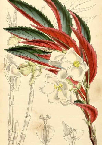 Reproducción/Reproduction 34429998104: Curtis's botanical magazine.. London ; New York [etc.] :Academic Press [etc.]