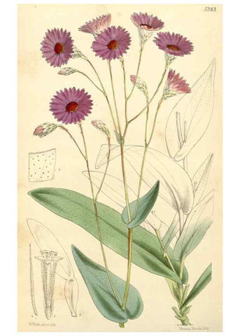 Reproducción/Reproduction 34429995354: Curtis's botanical magazine.. London ; New York [etc.] :Academic Press [etc.]