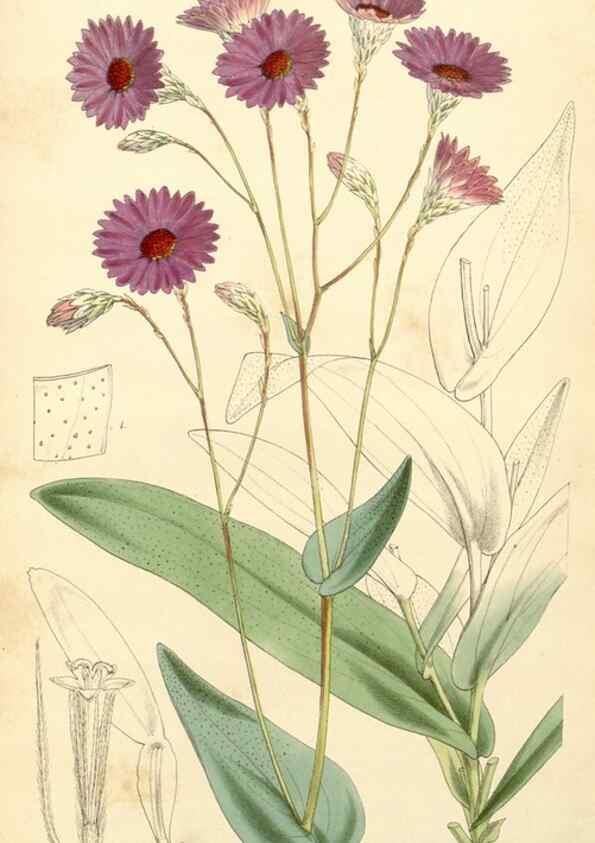 Reproducción/Reproduction 34429995354: Curtis's botanical magazine.. London ; New York [etc.] :Academic Press [etc.]