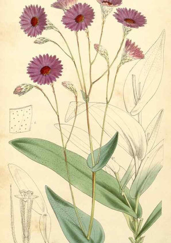 Reproducción/Reproduction 34429995354: Curtis's botanical magazine.. London ; New York [etc.] :Academic Press [etc.]