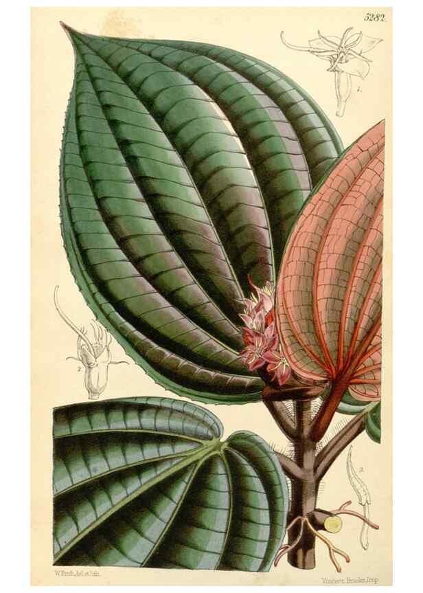 Reproducción/Reproduction 34429992894: Curtis's botanical magazine.. London ; New York [etc.] :Academic Press [etc.]