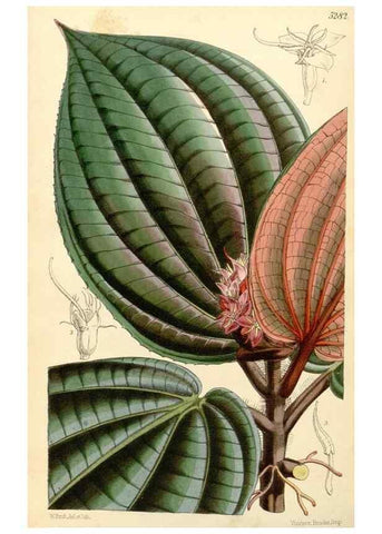 Reproducción/Reproduction 34429992894: Curtis's botanical magazine.. London ; New York [etc.] :Academic Press [etc.]