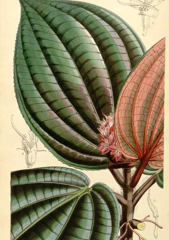 Reproducción/Reproduction 34429992894: Curtis's botanical magazine.. London ; New York [etc.] :Academic Press [etc.]