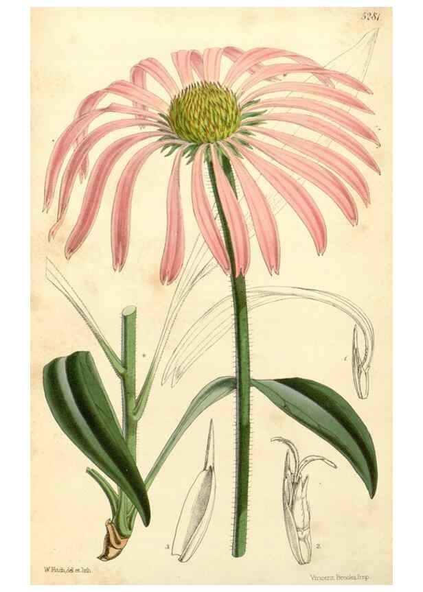 Reproducción/Reproduction 34429989724: Curtis's botanical magazine.. London ; New York [etc.] :Academic Press [etc.]