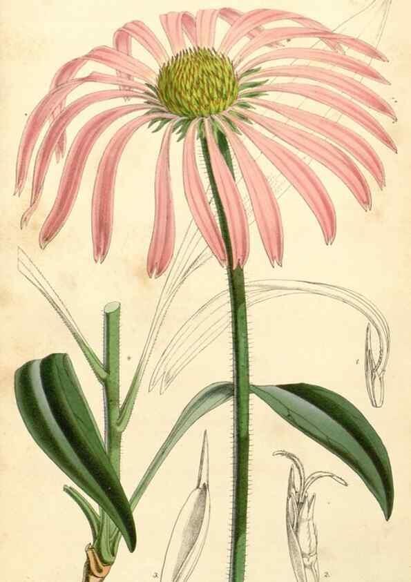 Reproducción/Reproduction 34429989724: Curtis's botanical magazine.. London ; New York [etc.] :Academic Press [etc.]