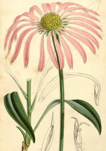 Reproducción/Reproduction 34429989724: Curtis's botanical magazine.. London ; New York [etc.] :Academic Press [etc.]