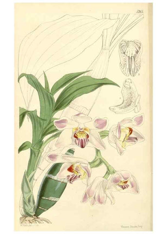 Reproducción/Reproduction 35143621811: Curtis's botanical magazine.. London ; New York [etc.] :Academic Press [etc.]