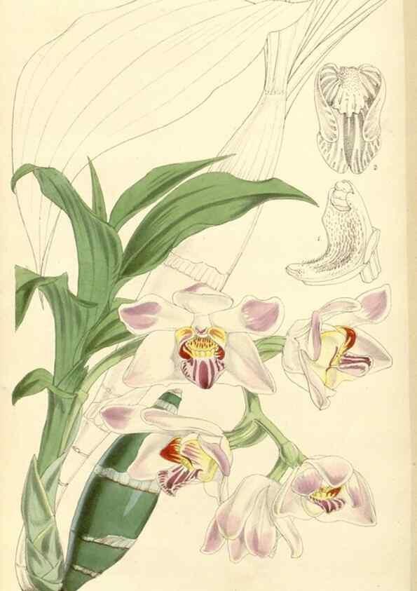 Reproducción/Reproduction 35143621811: Curtis's botanical magazine.. London ; New York [etc.] :Academic Press [etc.]