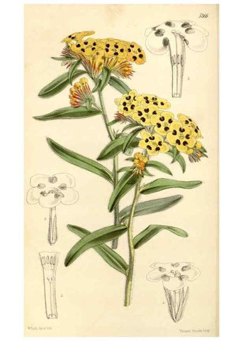 Reproducción/Reproduction 35143624071: Curtis's botanical magazine.. London ; New York [etc.] :Academic Press [etc.]