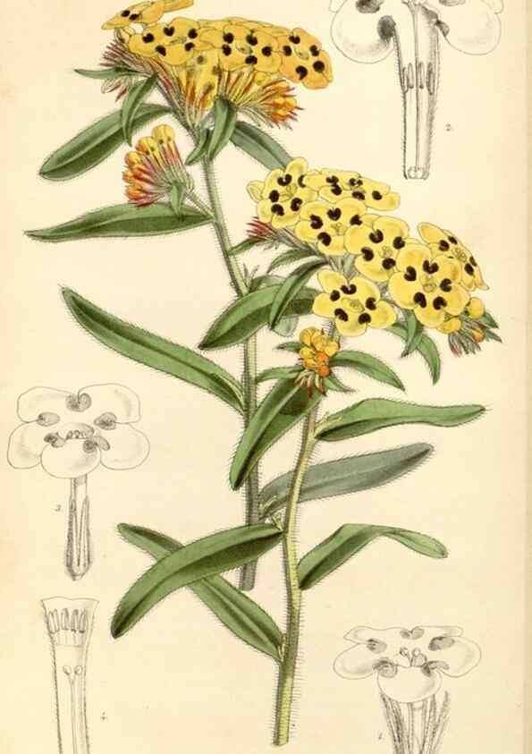 Reproducción/Reproduction 35143624071: Curtis's botanical magazine.. London ; New York [etc.] :Academic Press [etc.]