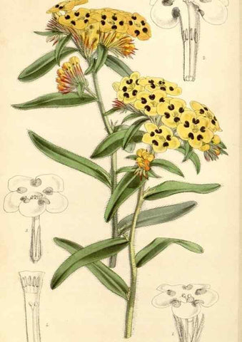 Reproducción/Reproduction 35143624071: Curtis's botanical magazine.. London ; New York [etc.] :Academic Press [etc.]