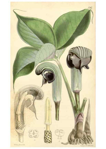 Reproducción/Reproduction 35143626541: Curtis's botanical magazine.. London ; New York [etc.] :Academic Press [etc.]