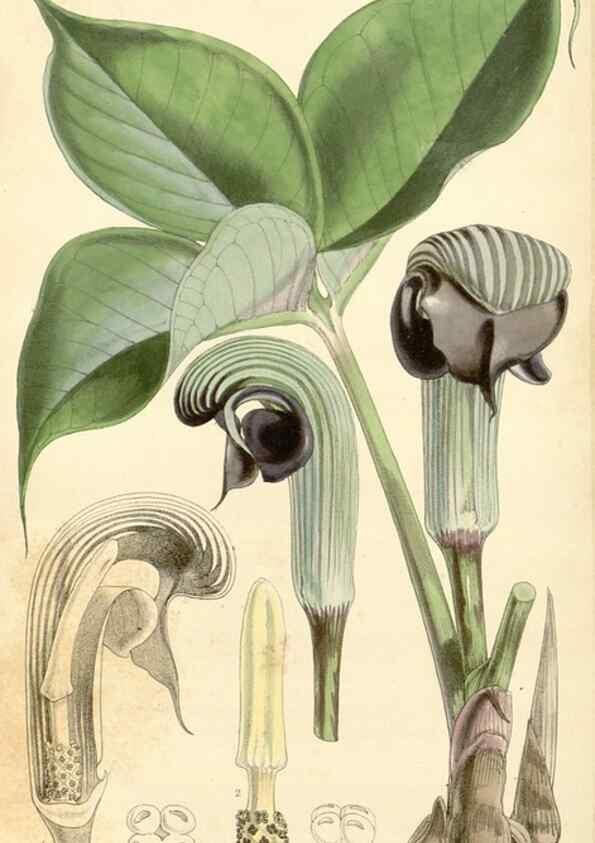 Reproducción/Reproduction 35143626541: Curtis's botanical magazine.. London ; New York [etc.] :Academic Press [etc.]