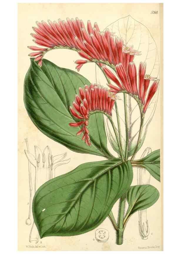 Reproducción/Reproduction 35143629831: Curtis's botanical magazine.. London ; New York [etc.] :Academic Press [etc.]