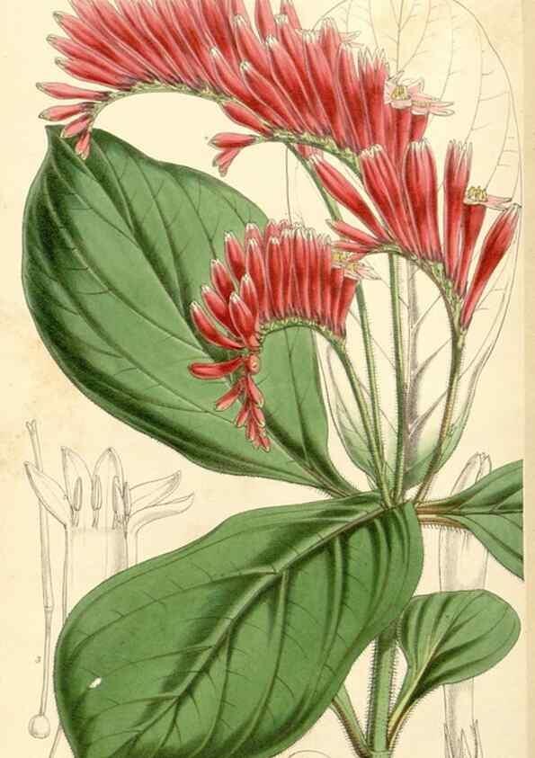 Reproducción/Reproduction 35143629831: Curtis's botanical magazine.. London ; New York [etc.] :Academic Press [etc.]