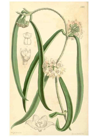 Reproducción/Reproduction 35143632041: Curtis's botanical magazine.. London ; New York [etc.] :Academic Press [etc.]