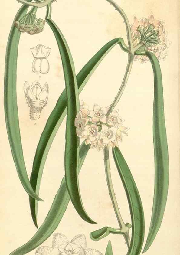Reproducción/Reproduction 35143632041: Curtis's botanical magazine.. London ; New York [etc.] :Academic Press [etc.]