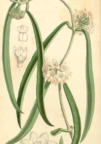 Reproducción/Reproduction 35143632041: Curtis's botanical magazine.. London ; New York [etc.] :Academic Press [etc.]