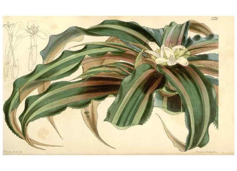 Reproducción/Reproduction 35143633691: Curtis's botanical magazine.. London ; New York [etc.] :Academic Press [etc.]
