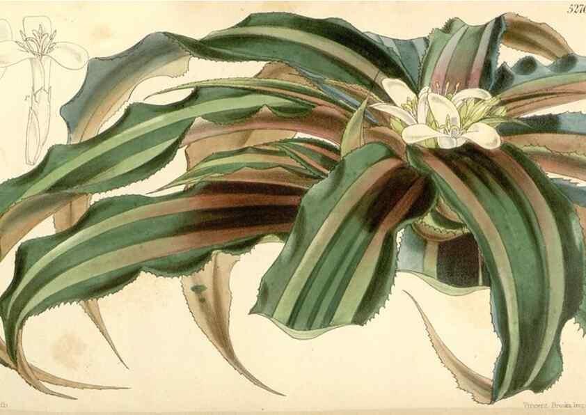 Reproducción/Reproduction 35143633691: Curtis's botanical magazine.. London ; New York [etc.] :Academic Press [etc.]