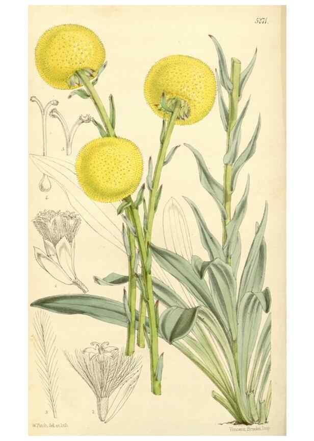 Reproducción/Reproduction 34429957814: Curtis's botanical magazine.. London ; New York [etc.] :Academic Press [etc.]