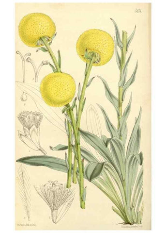 Reproducción/Reproduction 34429957814: Curtis's botanical magazine.. London ; New York [etc.] :Academic Press [etc.]