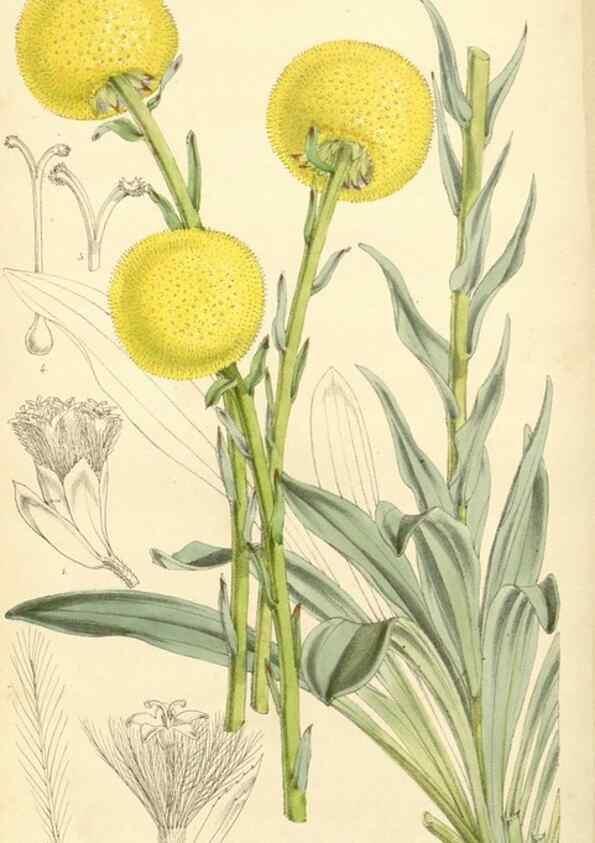 Reproducción/Reproduction 34429957814: Curtis's botanical magazine.. London ; New York [etc.] :Academic Press [etc.]