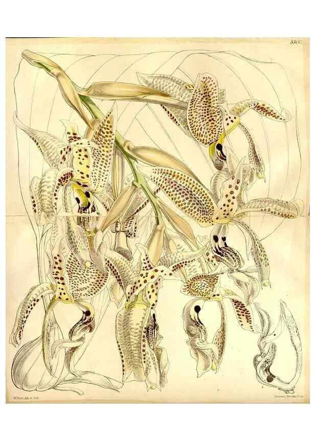 Reproducción/Reproduction 35233600416: Curtis's botanical magazine.. London ; New York [etc.] :Academic Press [etc.]