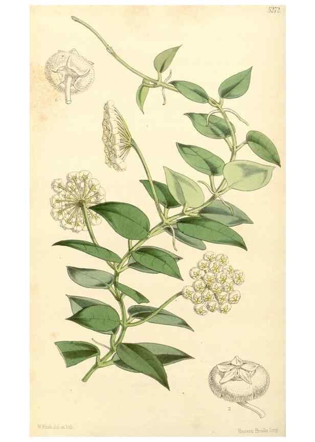 Reproducción/Reproduction 34429961044: Curtis's botanical magazine.. London ; New York [etc.] :Academic Press [etc.]