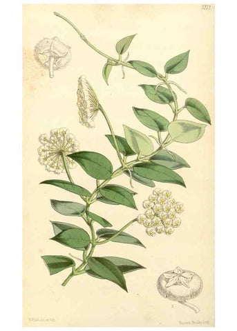 Reproducción/Reproduction 34429961044: Curtis's botanical magazine.. London ; New York [etc.] :Academic Press [etc.]