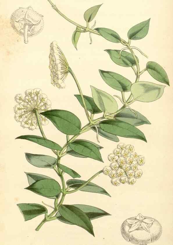Reproducción/Reproduction 34429961044: Curtis's botanical magazine.. London ; New York [etc.] :Academic Press [etc.]