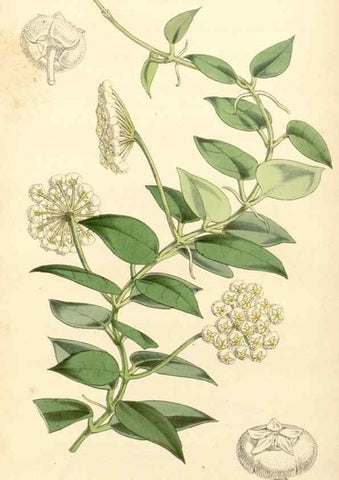 Reproducción/Reproduction 34429961044: Curtis's botanical magazine.. London ; New York [etc.] :Academic Press [etc.]