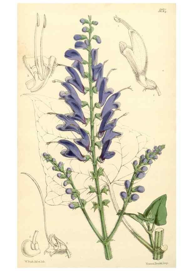 Reproducción/Reproduction 34429966994: Curtis's botanical magazine.. London ; New York [etc.] :Academic Press [etc.]